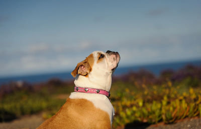 Close-up of dog against sky