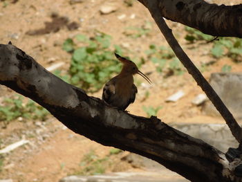 Bird perching on a tree