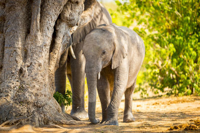 Elephant on field