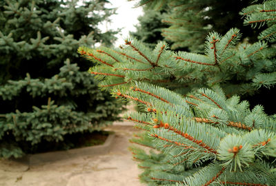 Closeup branches of green spruce tree in the mountainside garden