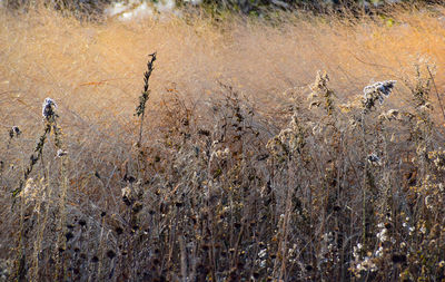 High angle view of dry plants on field