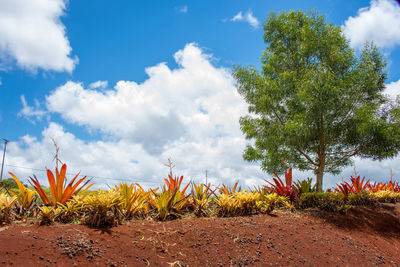 Plants growing on field against sky