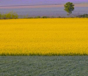 Yellow flowers growing on field