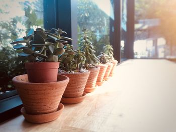 Close-up of potted plants on window sill
