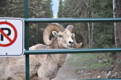 Portrait of sheep in pen