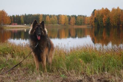 Dog on field by lake against clear sky