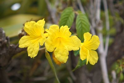 Close-up of yellow flowering plant