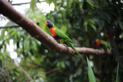 Bird perching on a branch