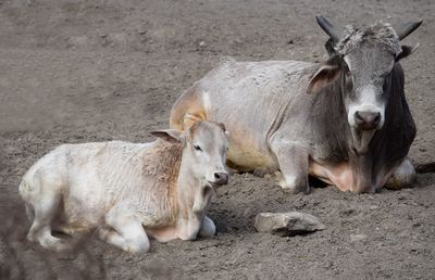 Portrait of cows