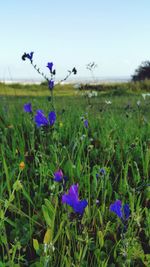 Purple flowers growing in field