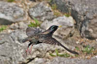 Close-up of bird perching on rock