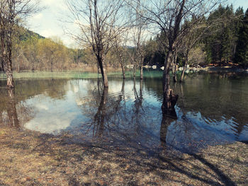 Reflection of trees in lake