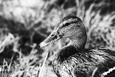 Close-up of bird