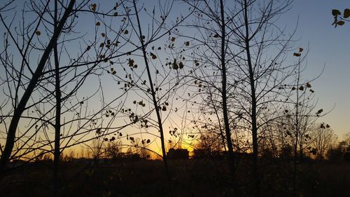 Trees at sunset