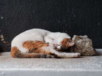 Cat sleeping on a stone pillow