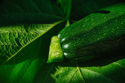 Close-up of fresh green leaves