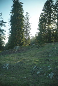 Trees on field against sky