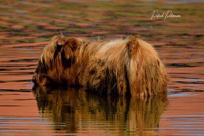 Horse drinking water in lake