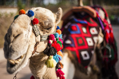 Close-up of decorated camel