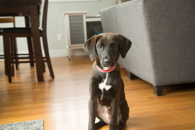 Portrait of dog sitting on table at home