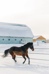 Horse standing on snow covered land