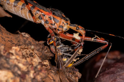 Close-up of insect