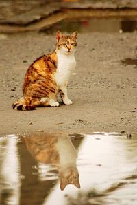Portrait of cat sitting in a water