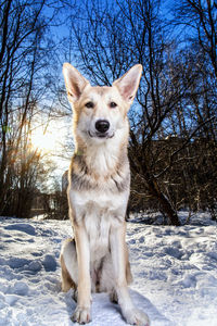 Portrait of dog on snow covered land