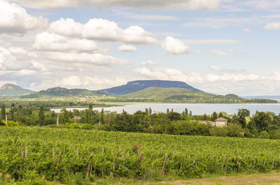 Scenic view of vineyard against sky