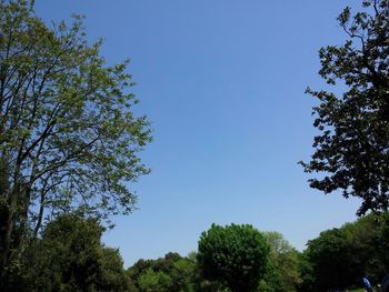 Low angle view of trees against blue sky