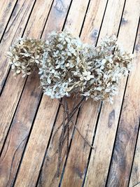 High angle view of flowering plant on wooden table