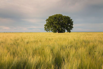 Scenic view of wheat field against sky