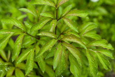 Close-up of wet plant