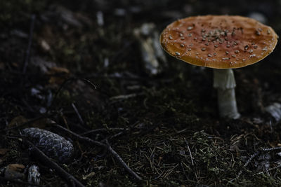 Close-up of mushroom growing on field