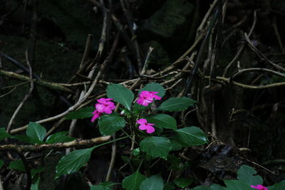 Close-up of pink flowering plant