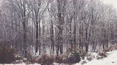 Snow covered trees in forest