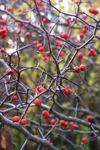 Close-up of berries on tree