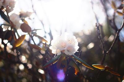 Close-up of white flowers blooming on tree