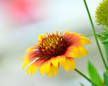 Close-up of yellow flower