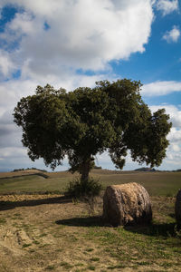 Tree on field against sky