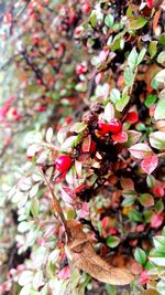 Close-up of insect on pink flower tree