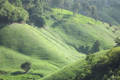 High angle view of green landscape