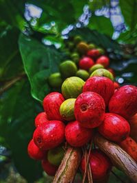 Close-up of fruits