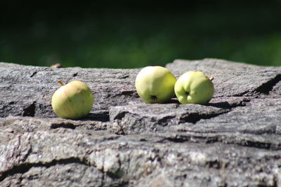 Close-up of fruits on tree