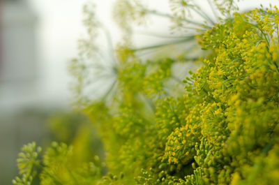 Close-up of yellow flowering plant