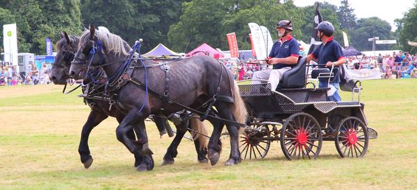 Horse cart on field