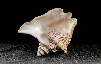 conch