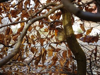 Low angle view of tree against sky