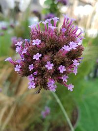 Close-up of purple flowers