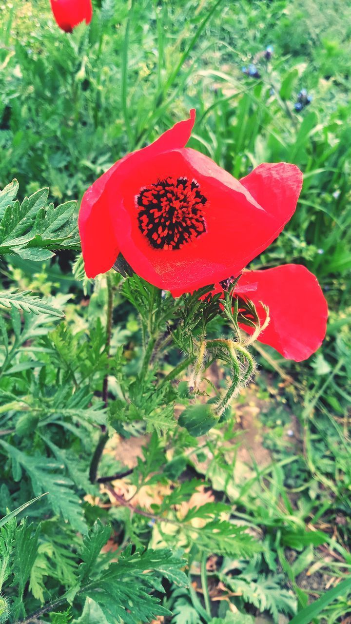 CLOSE-UP OF RED POPPY AND PLANTS